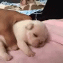 Adorable Puppy GIF - Adorable Puppy Cute GIFs