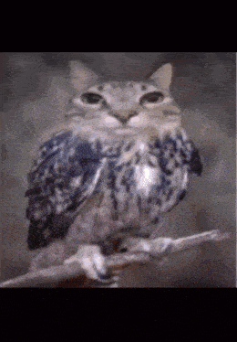 an owl with a cat face is perched on a branch