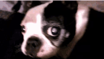 a close up of a black and white dog