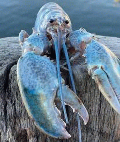 Blue Lobster GIF - Blue Lobster GIFs