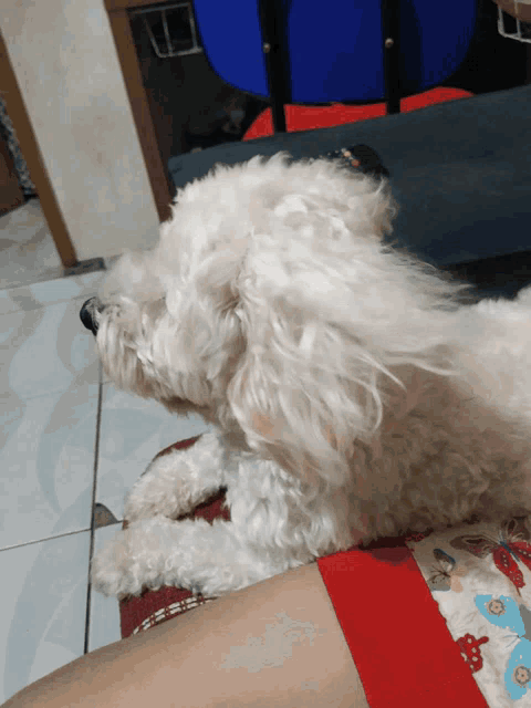 a small white dog is laying on a person 's leg