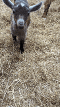a baby goat standing in a pile of hay looking at the camera