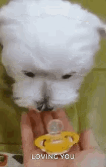 a white dog is holding a pacifier in its mouth .