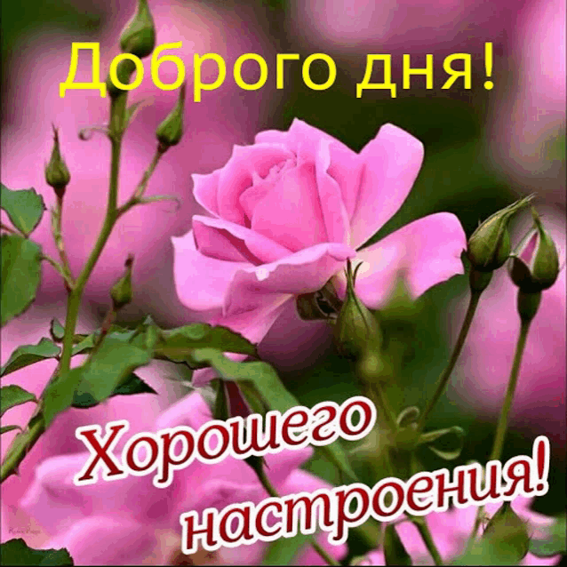 a pink rose with the words " хорошего настроения " on the bottom right