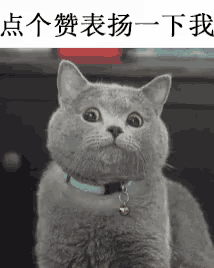 a gray cat wearing a blue collar and a bell around its neck