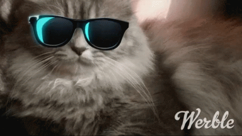 Cat Swag GIF - Cat Swag Deal With It GIFs