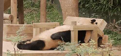 a panda bear is laying on its back on a wooden platform