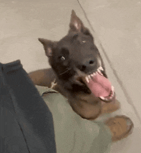 a dog is laying on a person 's lap with its mouth open and its tongue hanging out .
