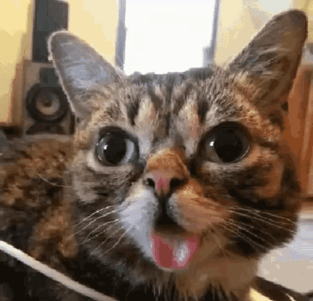 a close up of a cat 's face with its tongue out .