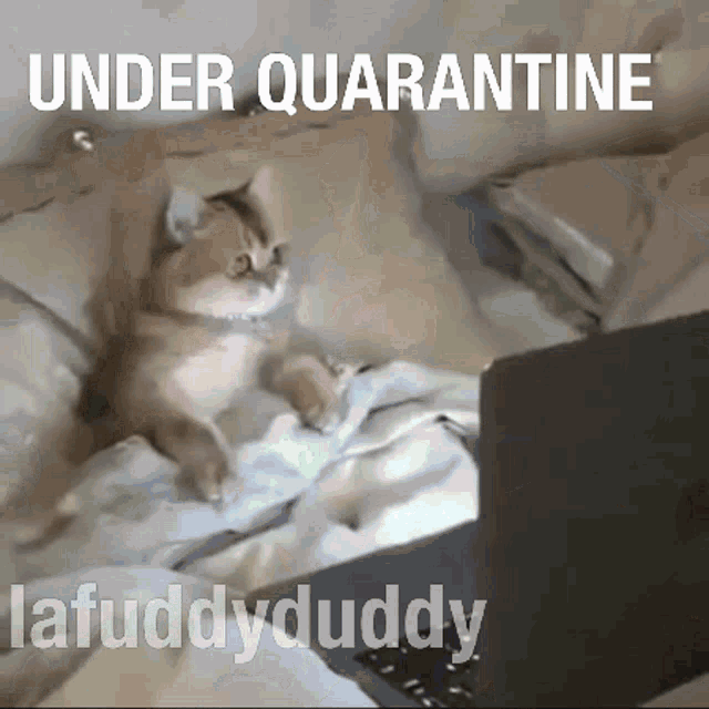 Bed Being Safe GIF - Bed Being Safe Lafuddyduddy GIFs