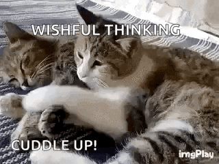 two cats are laying on top of each other on a bed and hugging each other .