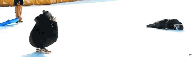 a person is riding a sled down a snow covered slope while a bear looks on