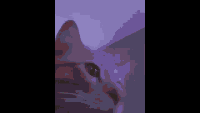a close up of a cat looking up at the camera