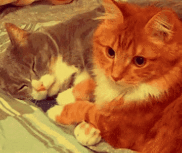 Cats Worried GIF - Cats Worried Hugging GIFs