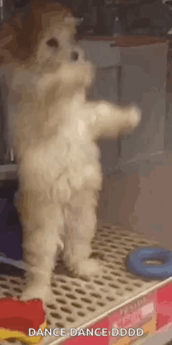 Poodle Dancing Dog Poodle GIF - Poodle Dancing Dog Poodle Dancing GIFs