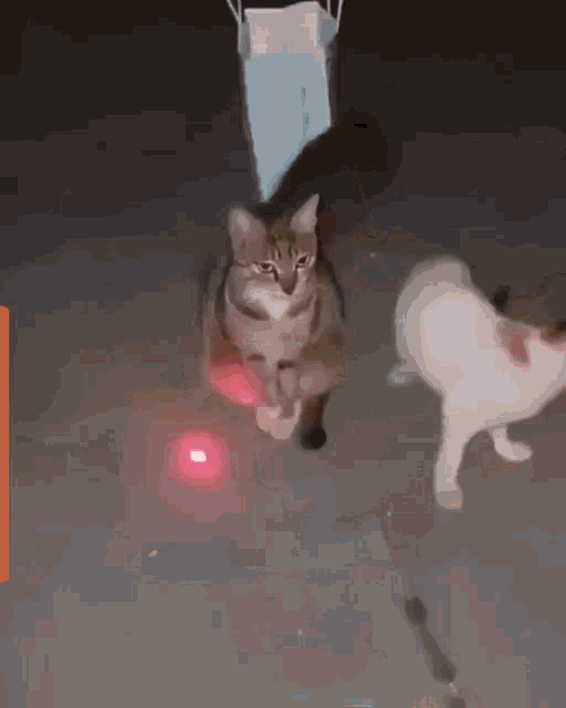 Kidi Laser GIF - Kidi Laser Cat GIFs