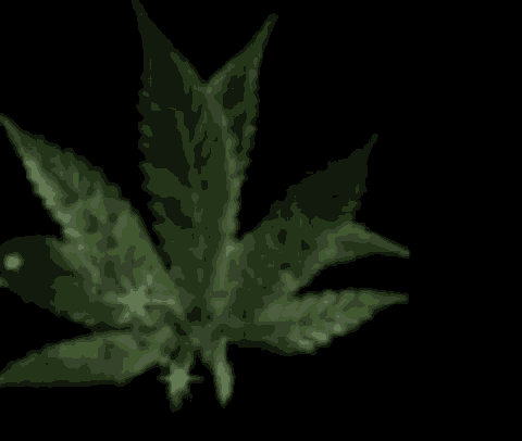 a close up of a marijuana leaf on a black background