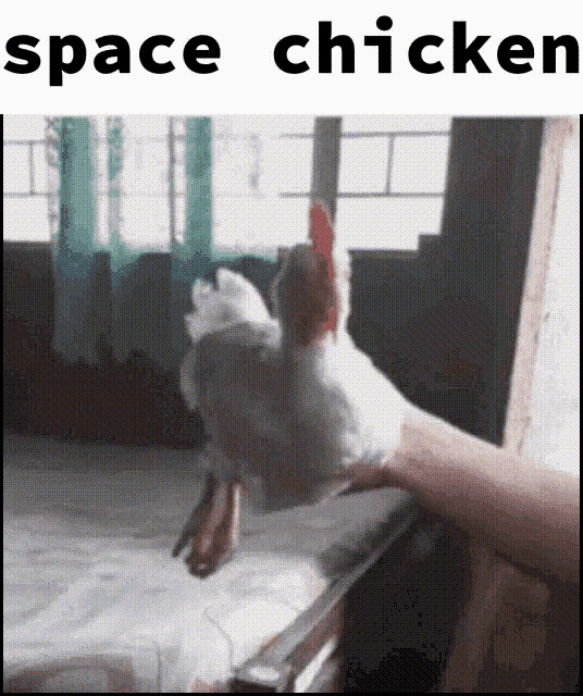 Chicken Space GIF - Chicken Space Spacechicken GIFs