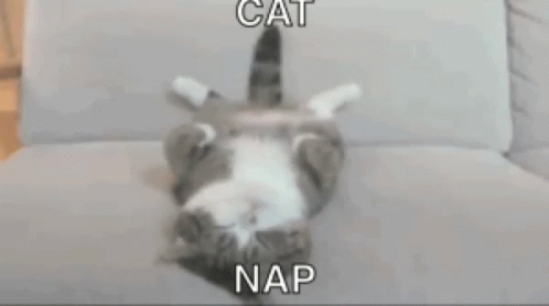Nap Time GIF - Nap Time Cat GIFs