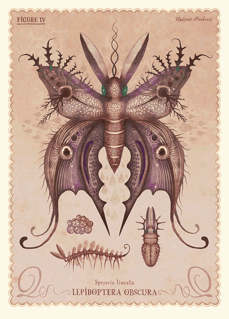 an illustration of a butterfly with the name lepidoptera obscura on it