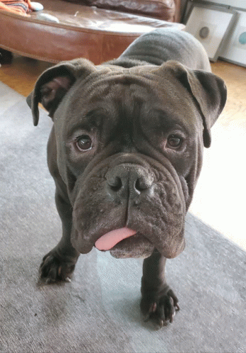 Bulldog Tongue GIF - Bulldog Tongue GIFs