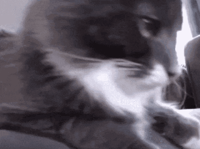 a close up of a cat 's face with a blurred background