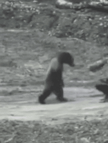 a black and white photo of a bear walking across a field