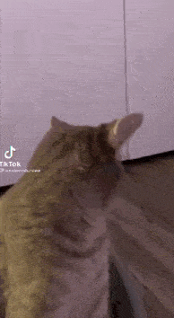 a cat is standing on a wooden floor in front of a wall .