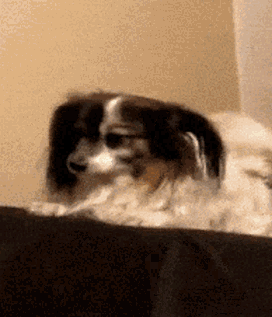 a black and white dog is laying down on a bed