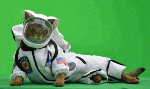 Space Cat GIF - Space Cat Spacecat GIFs