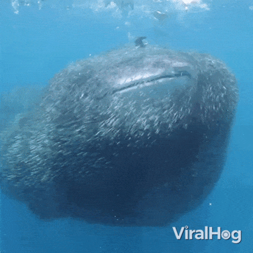 Get Out Of The Way Whale Shark GIF - Get Out Of The Way Whale Shark Viralhog GIFs