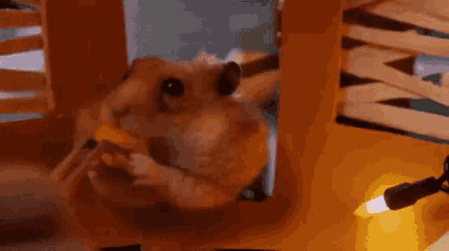 a hamster is chewing on a piece of food in a cardboard box .