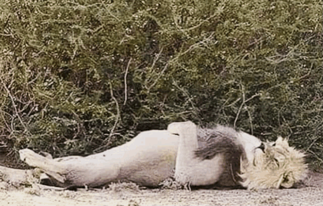 a lion laying on its back in the dirt under a bush