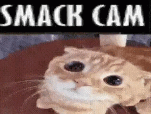 Smack Cam Cat GIF - Smack Cam Cat Smack GIFs
