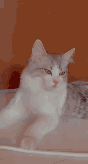 a gray and white cat laying on the floor