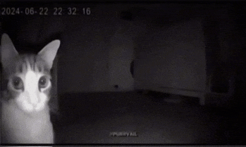 a black and white photo of a cat with the date 2024