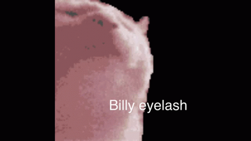 Cat Signed By Billy GIF - Cat Signed By Billy GIFs
