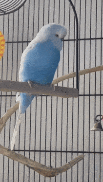 a blue and white parakeet perched on a wooden branch in a cage