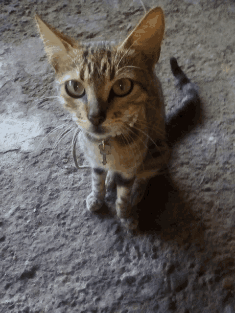 a cat wearing a collar with a cross on it is looking at the camera