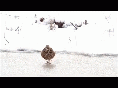 Funny Animals Party Hard GIF - Funny Animals Party Hard Duck GIFs
