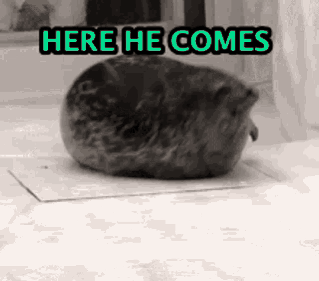Animals With Captions Here He Comes GIF - Animals With Captions Here He Comes Seal GIFs