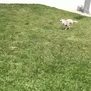 Running Perro GIF - Running Perro Chihuahua GIFs