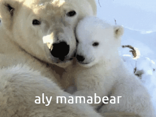Aly Mamabear GIF - Aly Mamabear Ccgt GIFs
