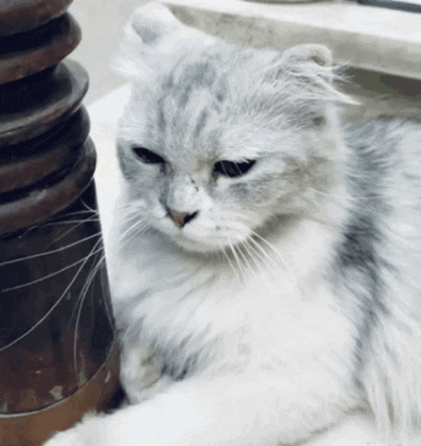 a gray and white cat is laying down on a table