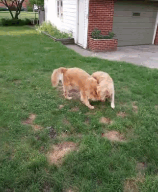 Golden Retriever Dogs GIF - Golden Retriever Dogs Play GIFs