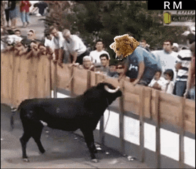 a bull is standing in front of a crowd with a rm sign above it