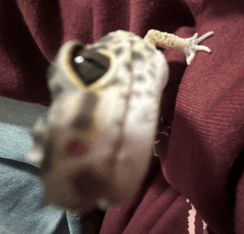 a close up of a lizard 's face with a red background