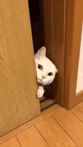 Cat Peek GIF - Cat Peek Door GIFs