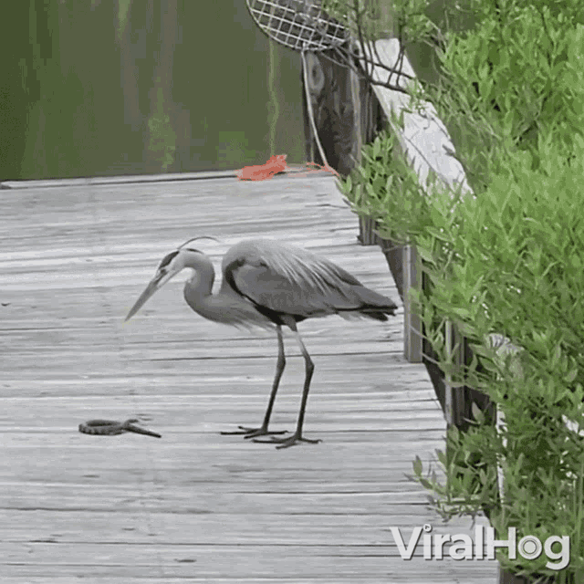 Heron Catches Snake Viralhog GIF