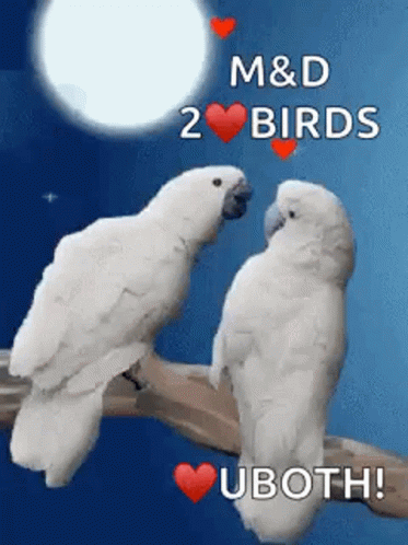 Birds Love Birds GIF - Birds Love Birds Sweet GIFs